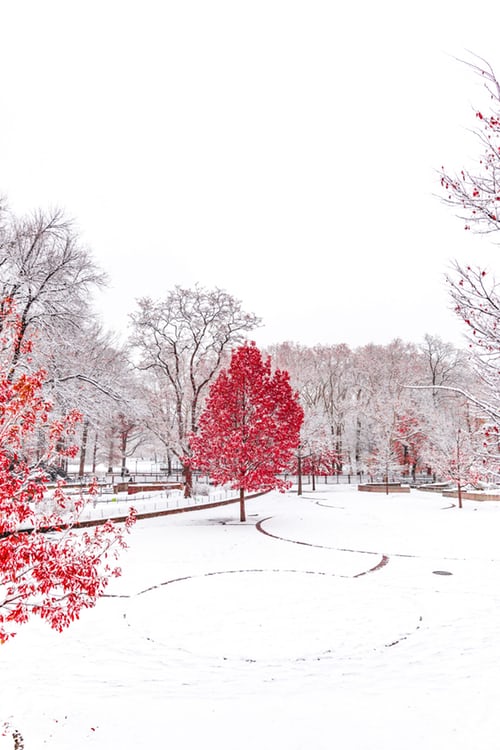 winter and red trees